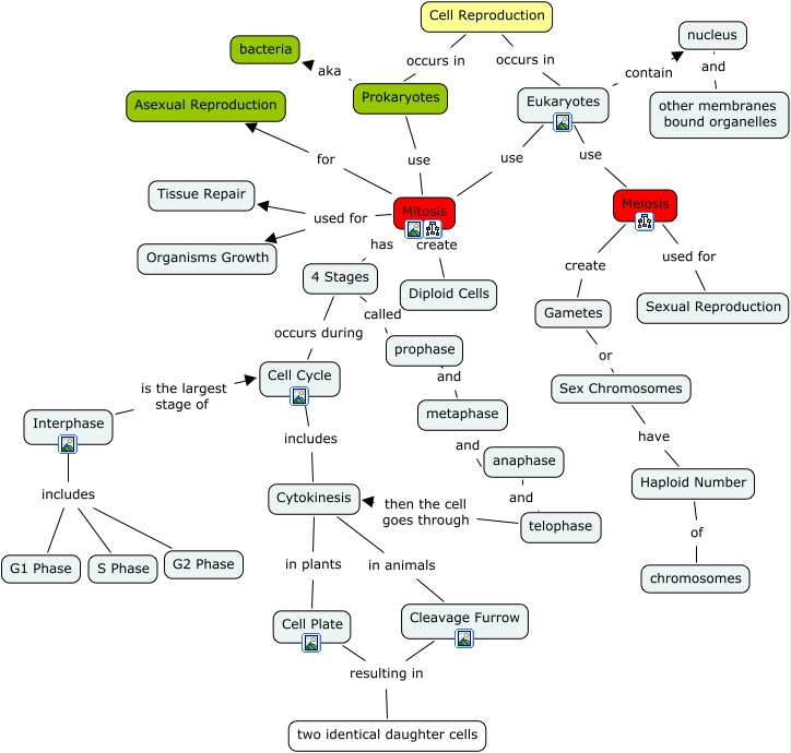 cell reproduction ch